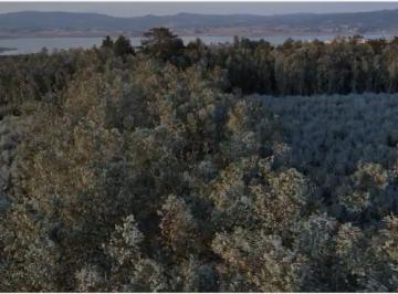 Terreno / Lote · 1000m² · Terreno en Aldea Villa Victoria, "Bosque de Eucalipto"