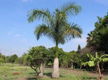 Terreno / Lote · 24000m² · Terreno Comercial