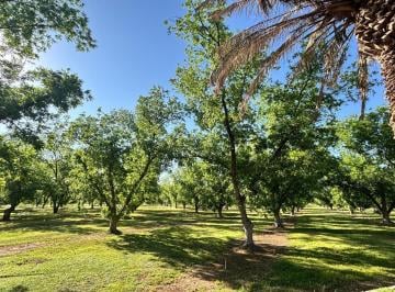 Terreno / Lote · 2147483647ha · Terreno de 143 Ha en Venta en Jimenez Chihuahua, Productor de Nuez de Exportacion