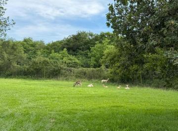 Terreno / Lote , Montemorelos · Terreno Venta en Milencinos, Montemorelos