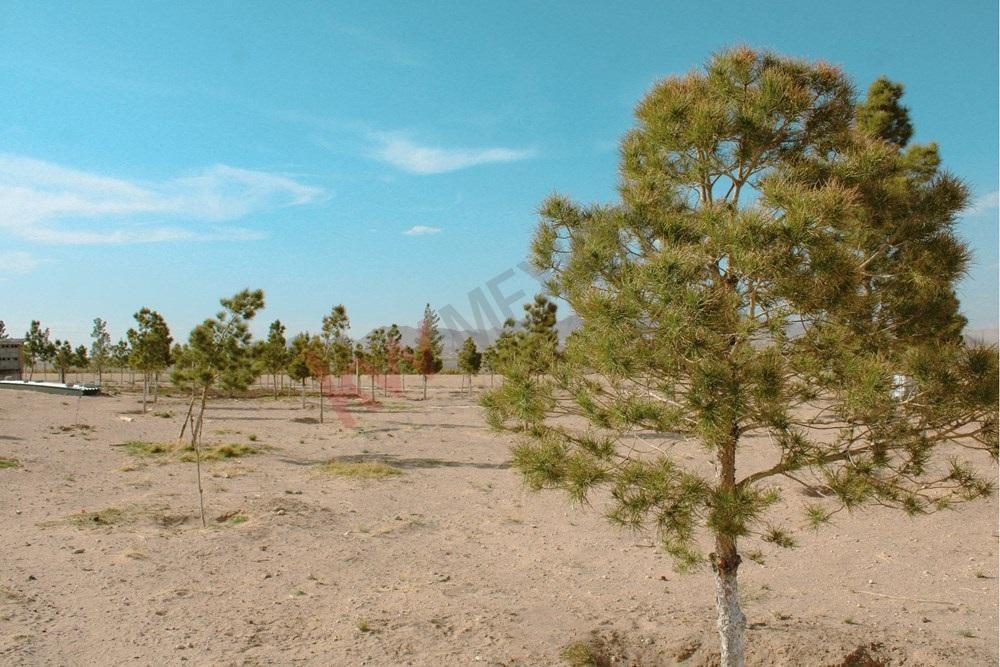 Propiedad en Venta - Calle Abedules 12100, Granjas Santa Elena, 32674 Juárez, Chih, México