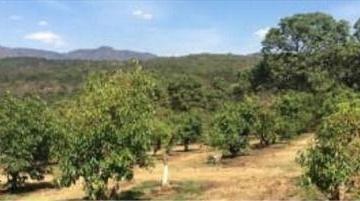 Terreno / Lote · 601m² · Terreno Agroresidencial en Chiquilistlan
