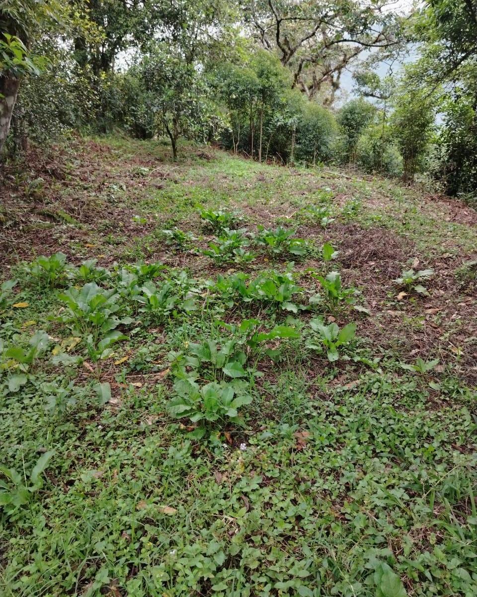 Terreno en San Agustin
