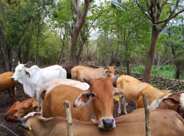 187d2750b294f9703bac4215ebfdd4437f06bc519f43797e0dea8e8c34872ac0 · Rancho de 36 Hectáreas Cerca de Tizimín Zona Ganadera