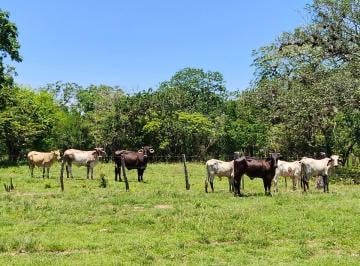 Rancho de 1 habitación, Veracruz · Rancho 62 Ha Se Vende. Piedras Negras. Veracruz