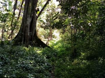 Terreno / Lote , Coatepec · Reserva Privada de 5,848 m² con Bosque de Niebla, Maderables, Café y Frutales –