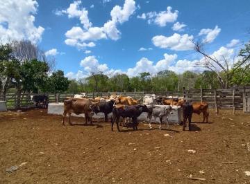 Rancho de 1 habitación, Sucilá · Rancho Ganadero en Venta "La Bendición de Dios”