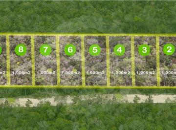 Screen Shot 2024-05-09 at 7.19.46 p.m..png · Dos Ojos: Terreno Residencial en Venta en Tulum