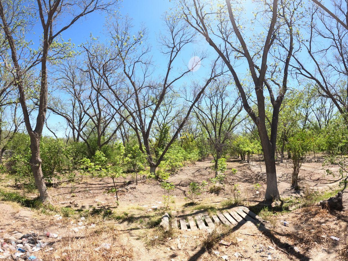 1200 m² Lot for Sale in Parras