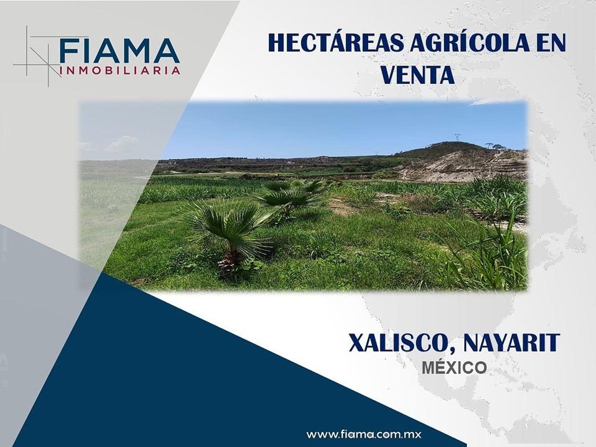 Agricultural Hectares for Sale, Xalisco, Nayarit. (En)