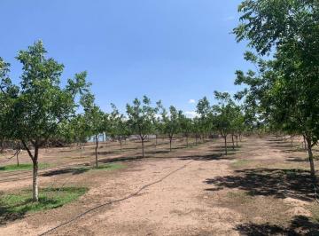 Huerta , Chihuahua · Nogalera a Pie de Carretera en Venta
