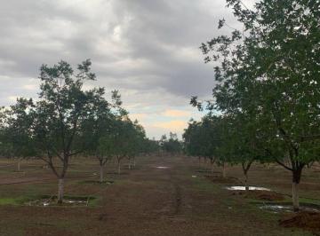 Huerta , Chihuahua · Nogalera a Pie de Carretera en Venta