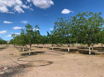 Huerta , Chihuahua · Huerta a Pie de Carretera en Venta