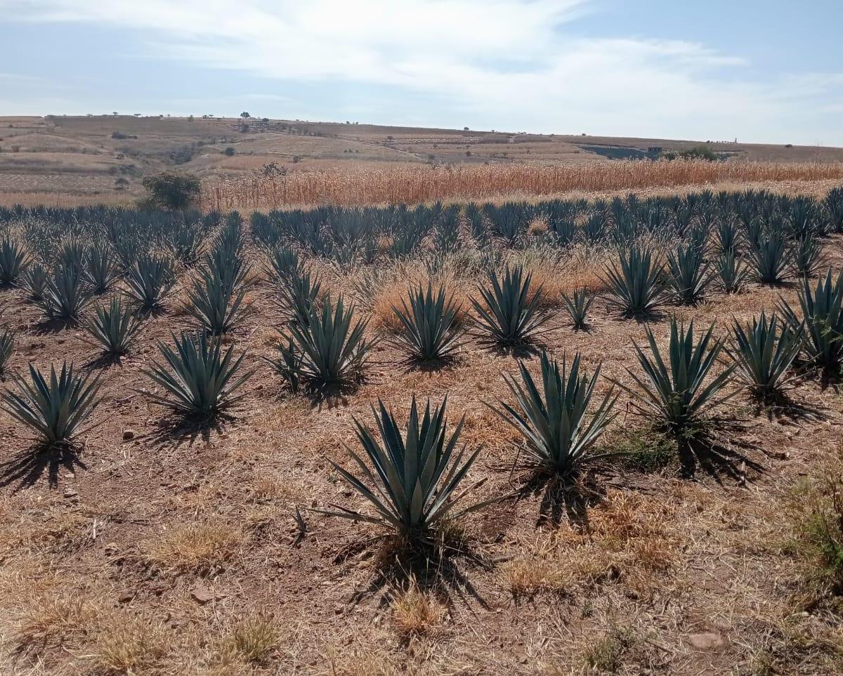 Terreno Santa Teresa