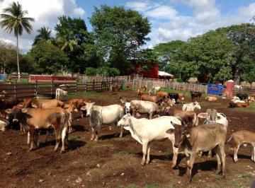 Terreno / Lote · 73m² · Rancho Ganadero en Venta 73 Ha Los Ramones Nuevo Leon