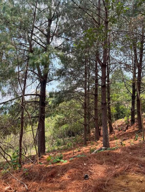 Unique Auction Opportunity in San Pablo Río Hondo