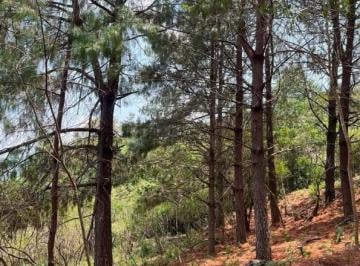 Terreno / Lote en Venta Rancho o rancheria San Jose Del Pacifico · Oportunidad Única de Remate en San Pablo Río Hondo