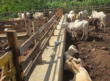 f90b56eaefb3f6c7a595ef722380172505ba12193ce5d160cc589e0958505df5 · ¡Buen Rancho en Venta, Buctzotz, Yucatán!