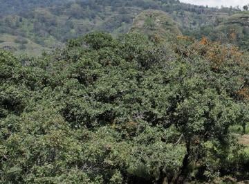 Terreno / Lote , Tepoztlán · Venta de Lote de 200 m²