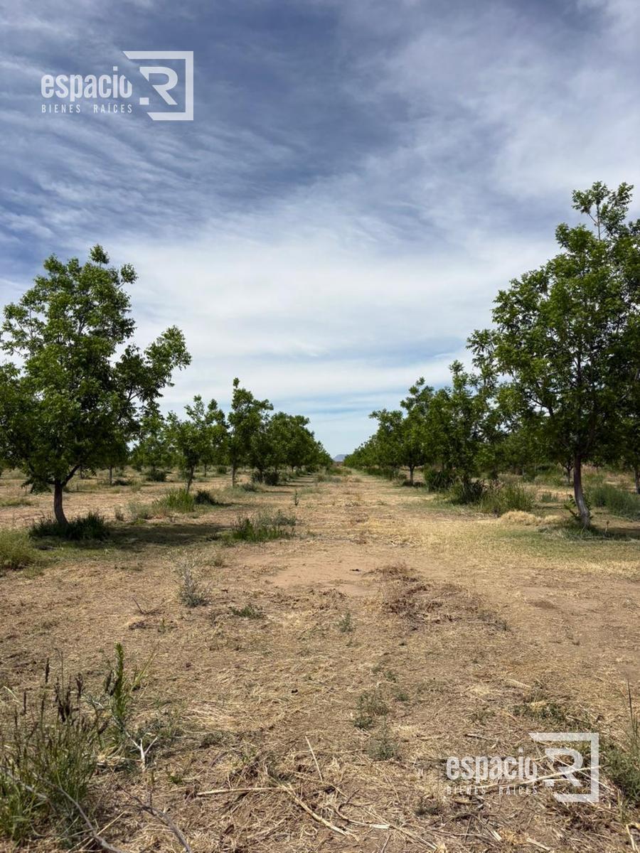Rancho Nogalero en Produccion Cerca de Chihuahua