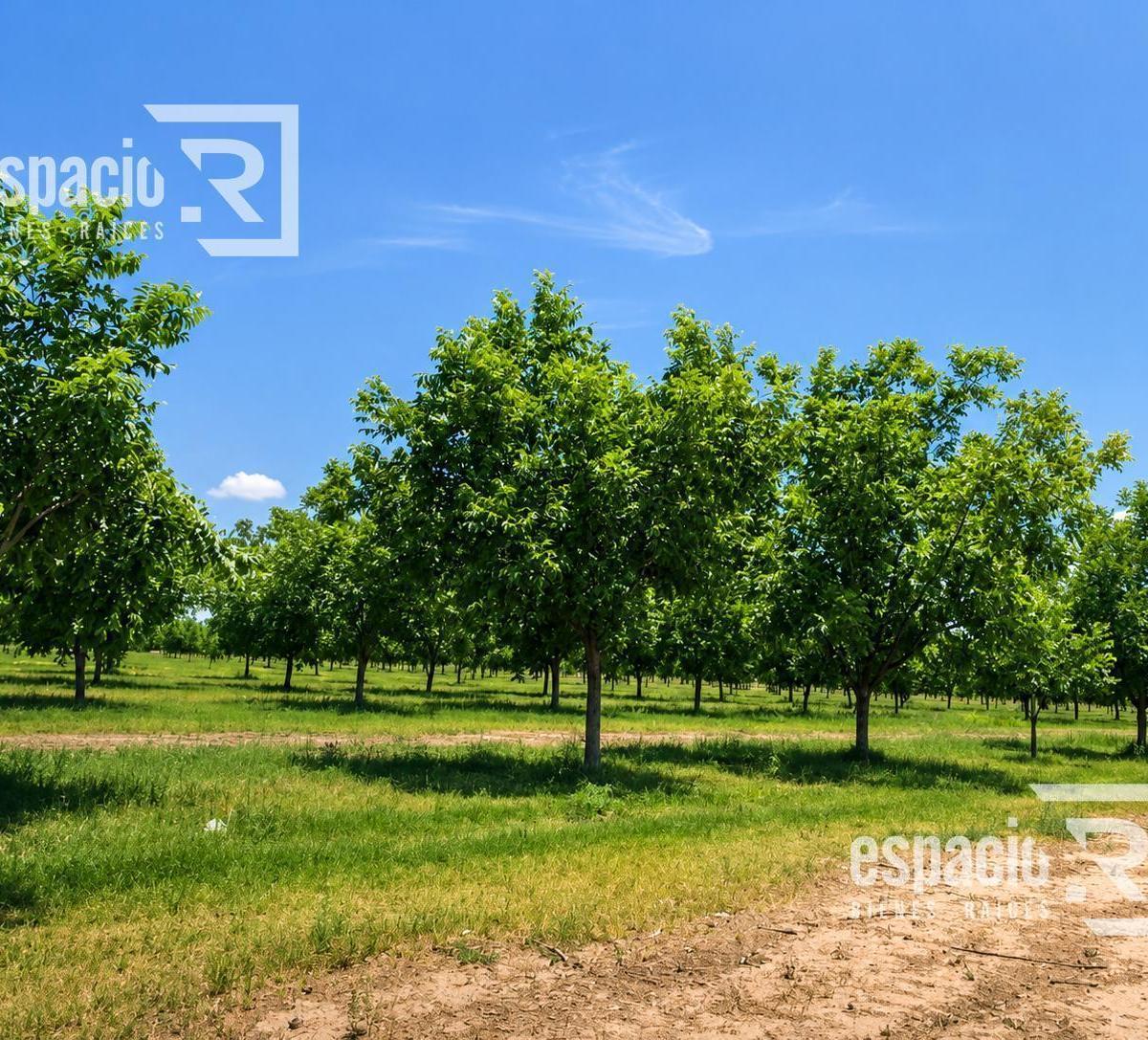 Huerta Nogalera Cerca de Aldama