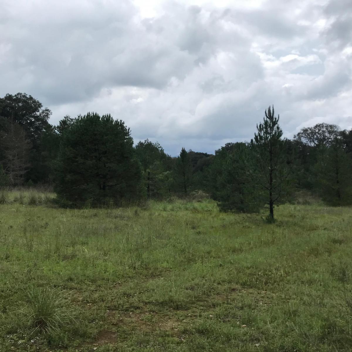 Rural Land Plot in El Bosque