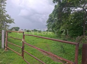 Terreno / Lote · 50000m² · Renta de Parcela en Buenavista, Cuauhtémoc, Colima