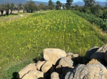 1 · Terreno en Venta Puebla San Felipe Teotlancingo San Matias Atzala Uso Habitacional y Agrícola
