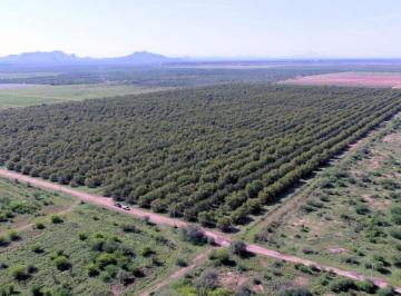 Terreno industrial , San Miguel de Horcasitas · Campo Agricola en Venta Pesqueira, Son.