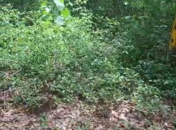 Terreno / Lote , Puerto Morelos · Terreno 2,4 Hectáreas con Titulo de Propiedad Leona Vicario