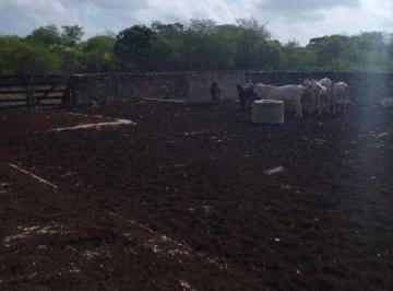 8da1a92516d11b4c730b1cd1bc0ee4daf372ae05d569ae72871c69eb30beef39 · Rancho 60 Ha en Buctzotz a 250 m de Carretera