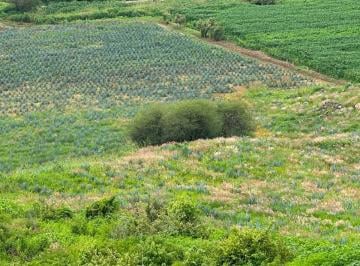 Terreno / Lote · 100m² · Se Venden 6 Ha en La Entrada del Pueblo de San Ignacio de Carboneras en Tala Jalisco