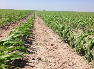 Rancho · 1770000m² · Se Vende Rancho Agrícola Matamoros San Fernando Tamaulipas