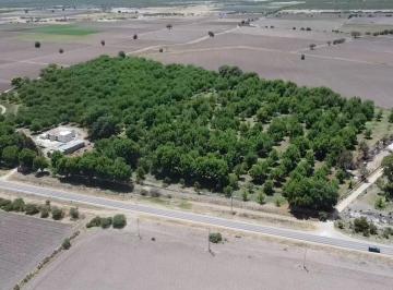 Terreno comercial · 111003m² · Nogalera en Producción en Venta | Poanas, Durango | con Casa E Infraestructura Agrícola - (4)