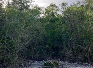 Terreno / Lote , Tulum · Terreno en Venta 600 m²