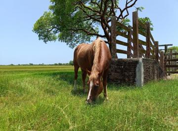Rancho , Tamiahua · Rancho en Venta Trato Dueños Directo