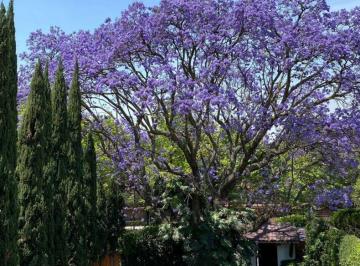 Casa de 3 habitaciones, Miguel Hidalgo · Divina Casa con un Jardín Espectacular en El Corazón de Las Lomas con Vigilancia