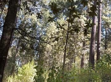 Terreno industrial en Venta  Cevatí · Predio Forestal de 212 Ha en Venta – Estado de México | Bosque de Pino y Encino