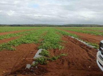 Terreno / Lote , Tekax · Terreno Para Agricultura y Siembra Agricola
