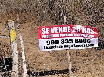 Terreno / Lote , Tixpéhual · 29 Hect. 316 m de Fte de Calle Entre Tixpehual, y Sahe, con Postes de Luz.