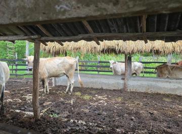 51a3bafc8ba05876a0c104014e1310dd228367a43d3be1458652747b7bc9c095 · ¡Excelente Rancho en Venta, Tizimin, Yucatán!