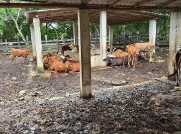 4f9d1a862679feb29201560ab47beedcd0bf0405d5a9d3a2e3f0c24ad82c83ce · ¡Excelente Rancho en Venta, Sucila, Yucatán!