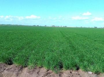 Terreno / Lote , Huatabampo · Terreno Agrícola en Renta de 40.83 Hectáreas Ha Huatabampo Sonora