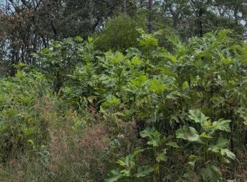 Terreno / Lote , Teuchitlán · Terreno en Reserva Los Encinos 2843 m²