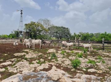 Rancho · 4670000m² · 2 Recámaras · 2 Estacionamientos · Finca en Venta en Pueblo Dzilam Gonzalez