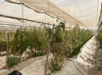 Bodega comercial · 2100000ha · Rancho Agricola y Viñedo en Venta Coahuila