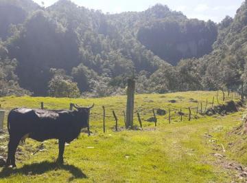 Rancho de 1 habitación, Tenango de Doria · Rancho en Venta en La Viejita y Los Cajones, Hidalgo, 147 Ha