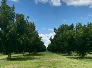 Terreno / Lote , Saucillo · Terreno Campestre en Venta Fracc. La Escondida, en Saucillo Chih.