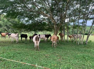 Finca · 740m² · 3 Recámaras · 2 Estacionamientos · Venta Finca Ganadera Hurtado La Chorrera