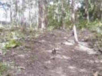 Terreno / Lote , Capira · Venta de Terreno Cermeño